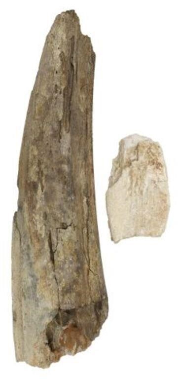 Appraisal: lot of Prehistoric fossilized Mastodon tooth and tusk comprising partial