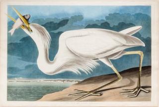 Appraisal: after John James Audubon Great White Heron hand-colored engraving sheet