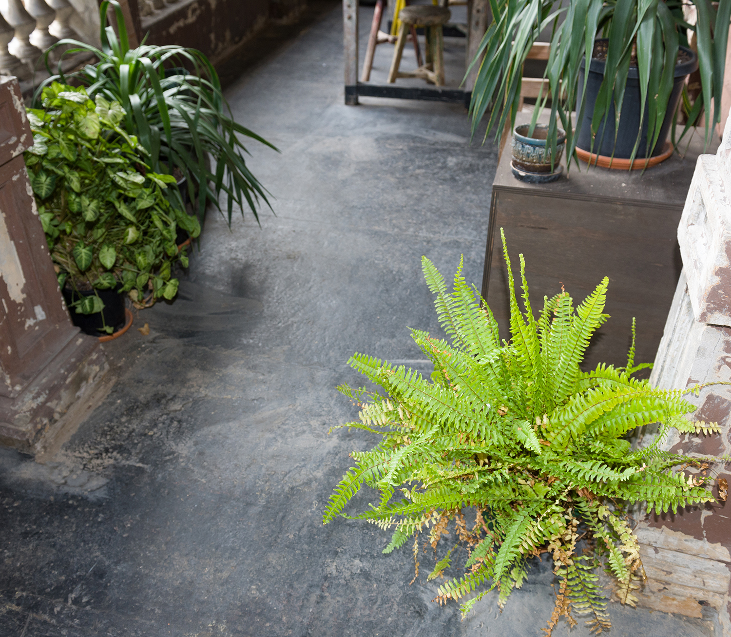 Appraisal: A POTTED FISHBONE FERN AND THREE OTHER POTTED FERNS fishbone