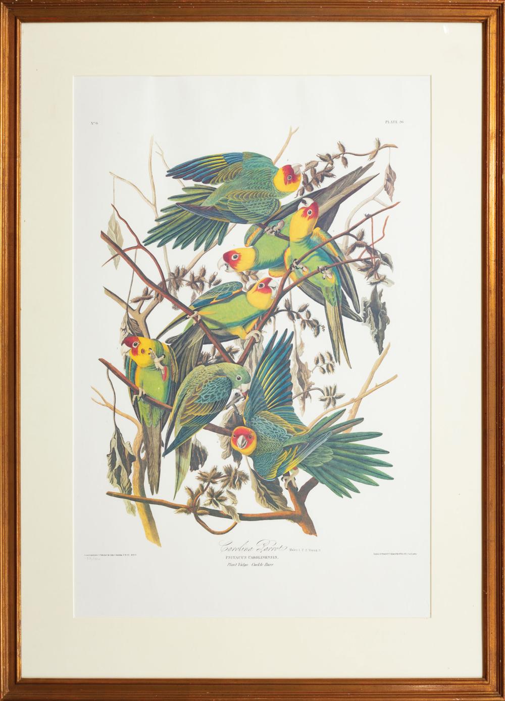 Appraisal: After John James Audubon American - Carolina Parrots Plate direct