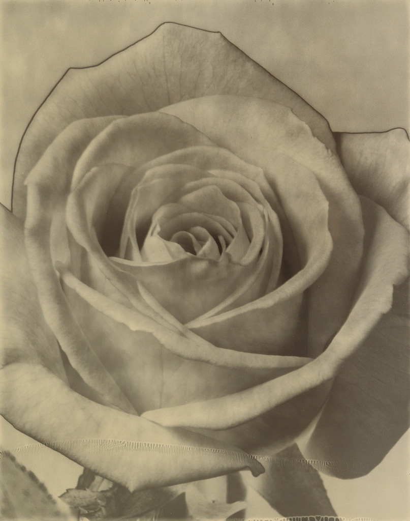 Appraisal: TOM BARIL - Rose Warm-toned silver print x inches x