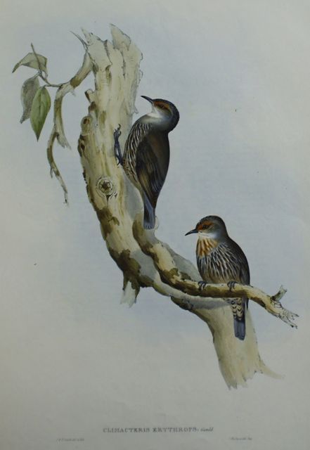 Appraisal: Red-eyebrowed Tree-Creeper Climacteris Erythrops Lithograph by Elizabeth Gould