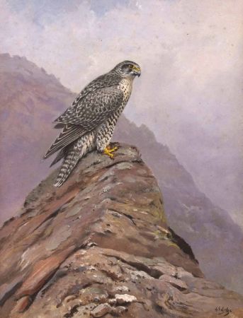 Appraisal: GEORGE EDWARD LODGE - BRITISH Signed Watercolour Gyr Falcon on