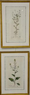 Appraisal: Five James Sowerby Botanical hand colored engravings including Epilobium Tetragonum