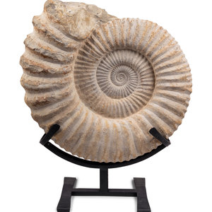 Appraisal: A Large Mounted Nautilus Fossil Specimen on stand Height of