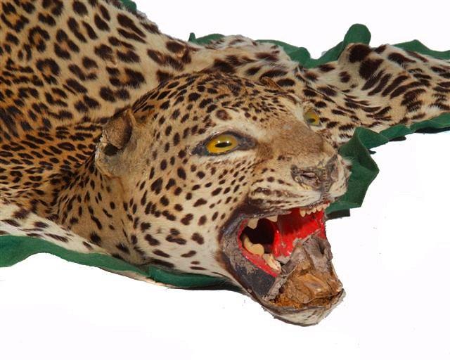 Appraisal: AN OLD TAXIDERMIC LEOPARD SKIN with head mounted on green