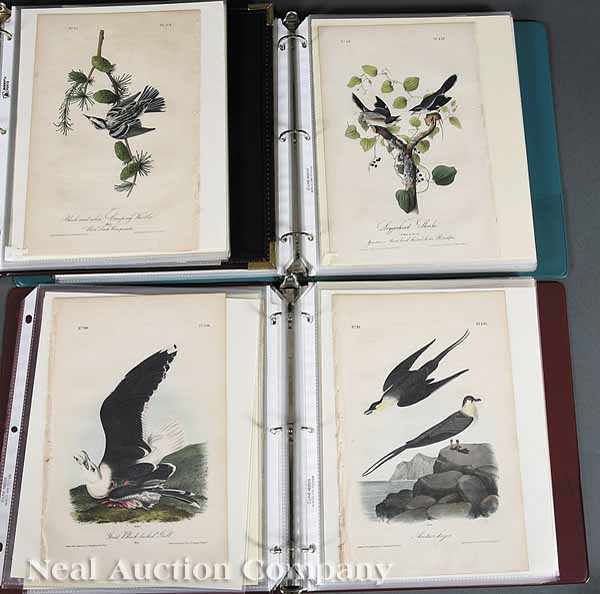 Appraisal: After John James Audubon American - a group of more