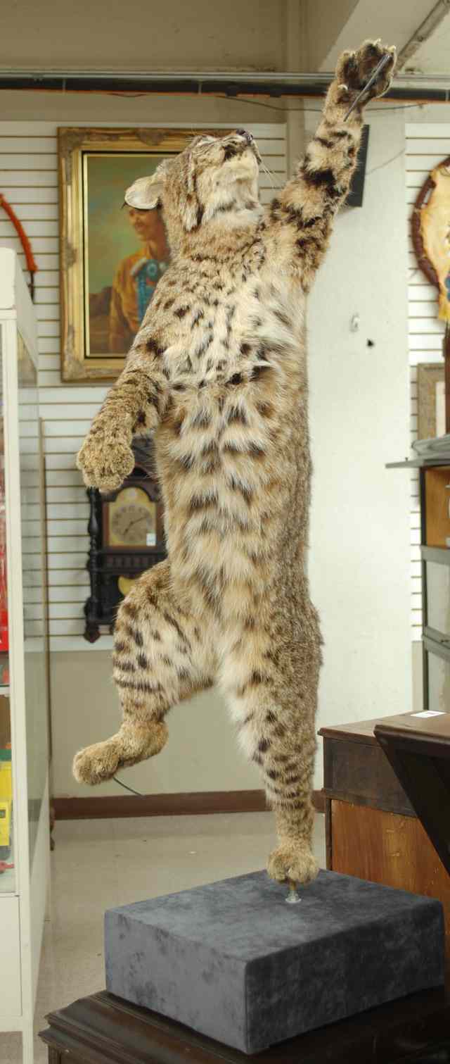 Appraisal: NORTH AMERICAN BOBCAT LYNX RUFUS TAXIDERMY MOUNT a full-mount specimen