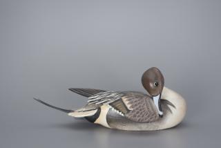 Appraisal: Preening Pintail Drake The Ward Brothers Preening Pintail Drake The