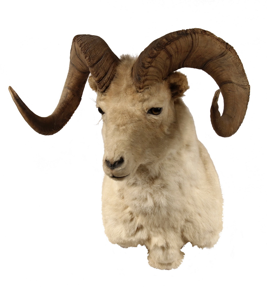 Appraisal: TAXIDERMY MOUNT - Dall Sheep Head Mount Roughly tall Good