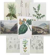 Appraisal: Lot of Nine Prints Including Botanicals Windermere Hand colored aquatint