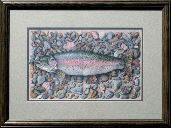 Appraisal: SHULER Paul American th C Rainbow Trout Colored Pencil ''