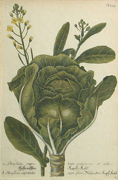 Appraisal: Fine ArtFrom the Estate of Phyllis Butterfield Two Botanicals from