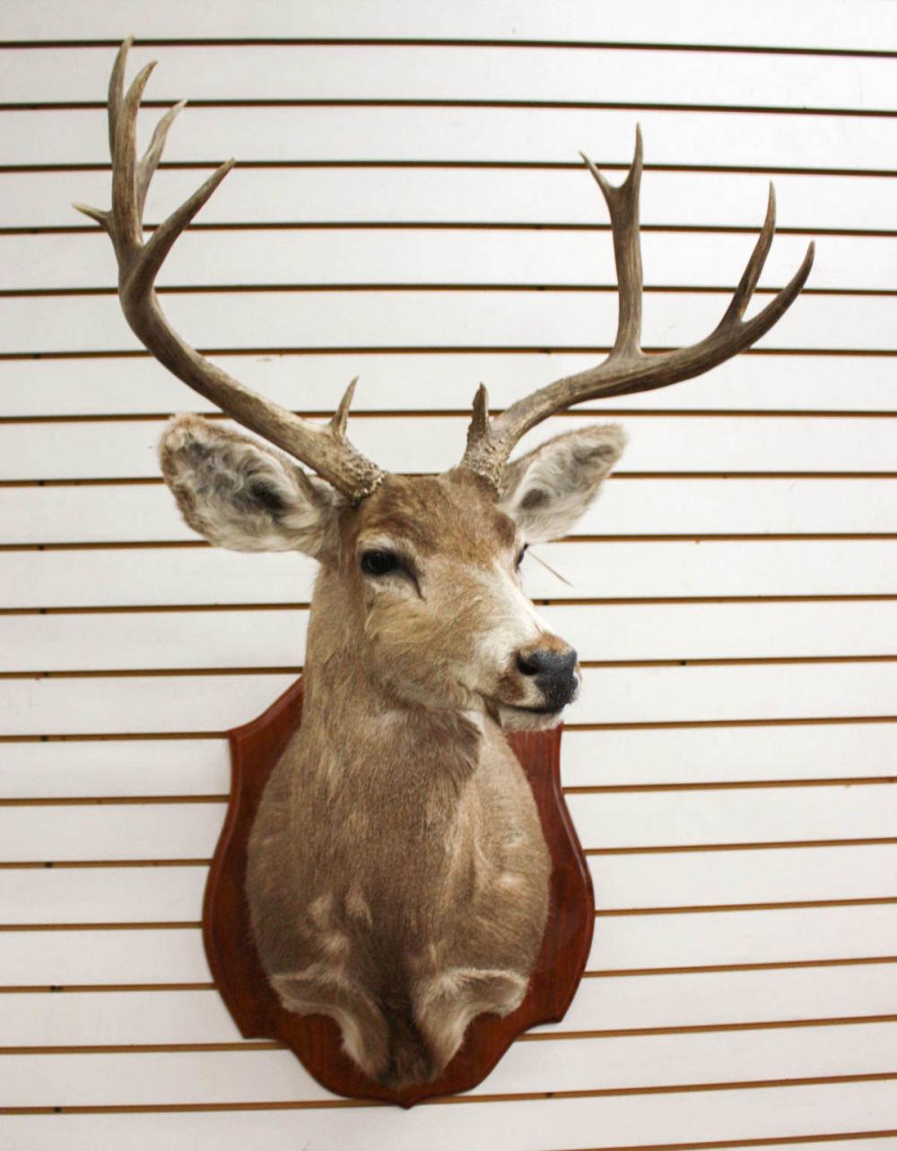 Appraisal: TAXIDERMY MOUNT - West Texas mule deer trophy buck head