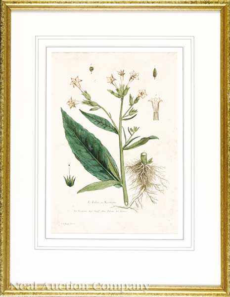 Appraisal: A Group of Four Antique French Botanical Prints Le Tabac