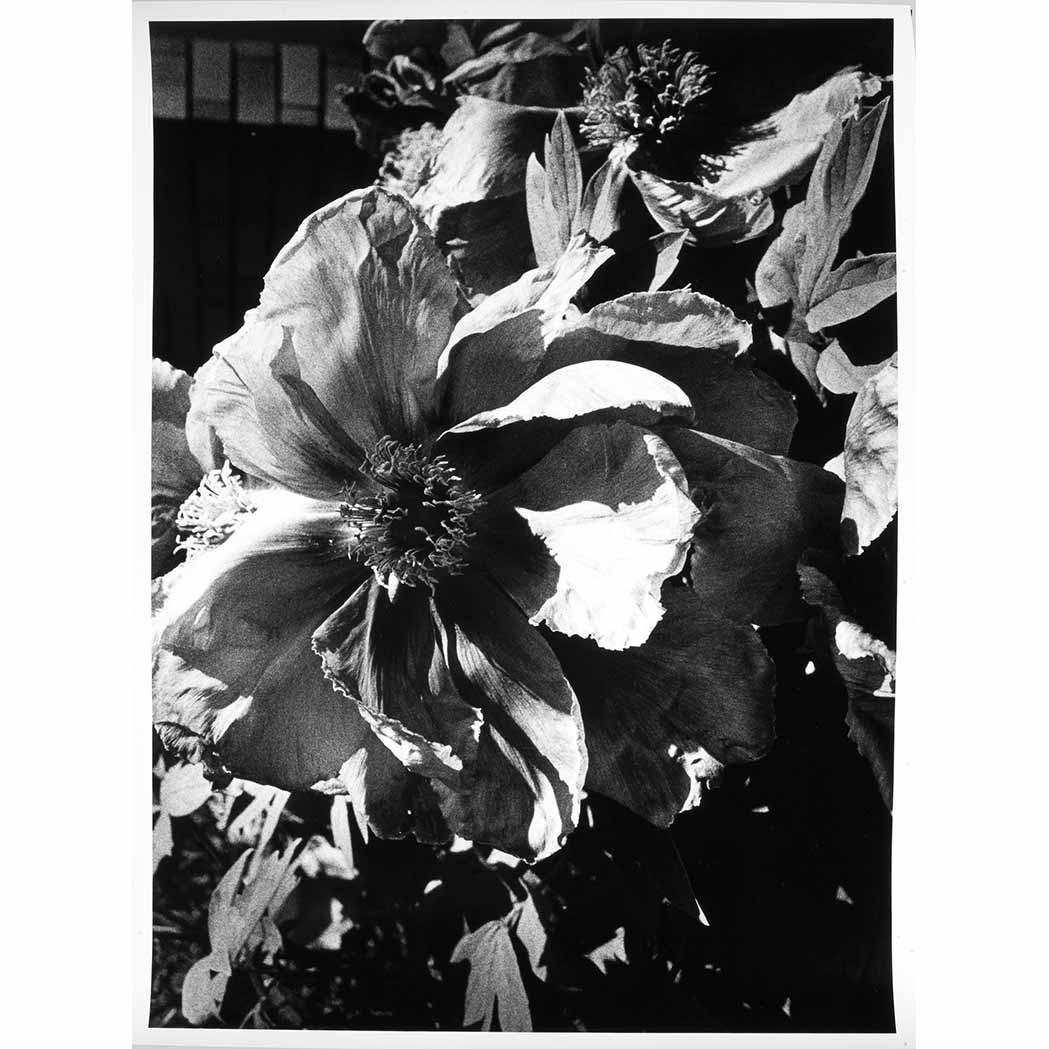 Appraisal: MORIYAMA DAIDO b Magnolia Gelatin silver print x inches x