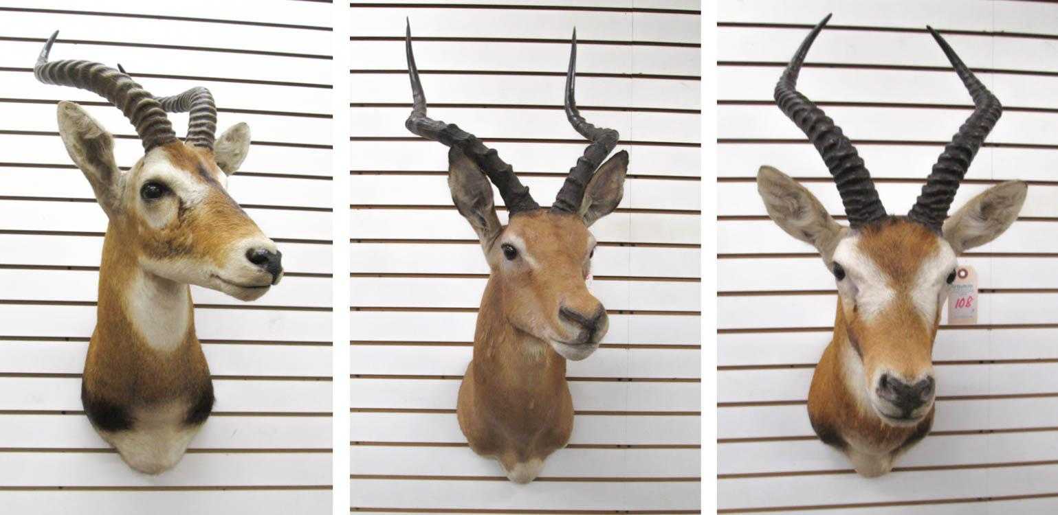 Appraisal: THREE AFRICAN ANTELOPE TAXIDERMY MOUNTS Ugandan Kob Uganda East African