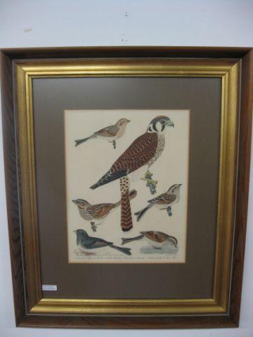 Appraisal: Pair of A Wilson Handcolored Bird Engravings A Lawson engraver