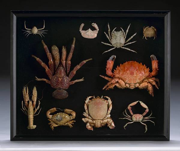 Appraisal: Collection of Crustaceans Framed Philippines A varied collection of nine