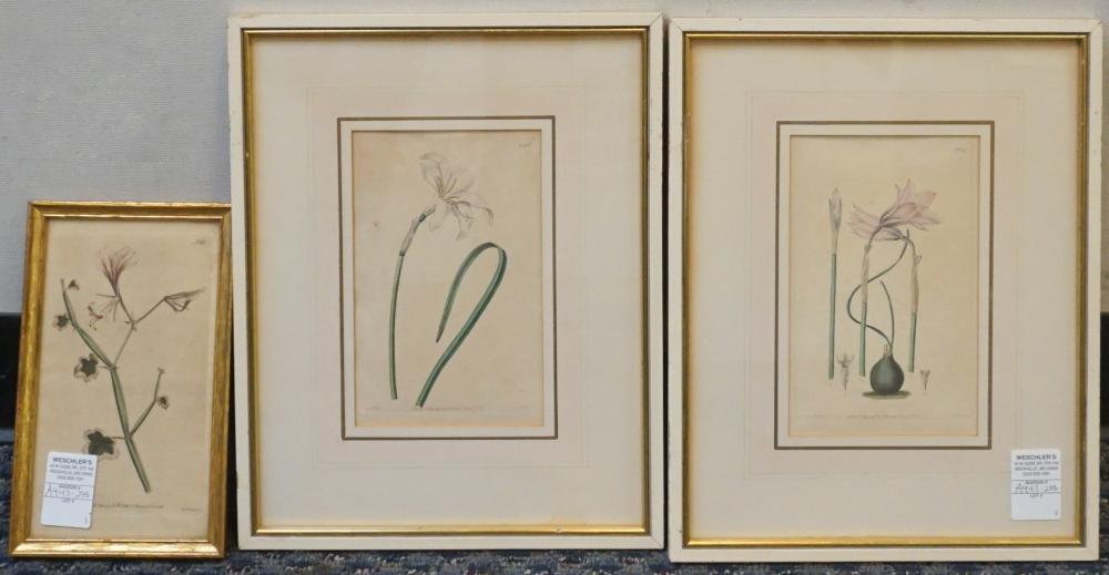 Appraisal: Three Color Engravings of Flowers Framed largest x in x