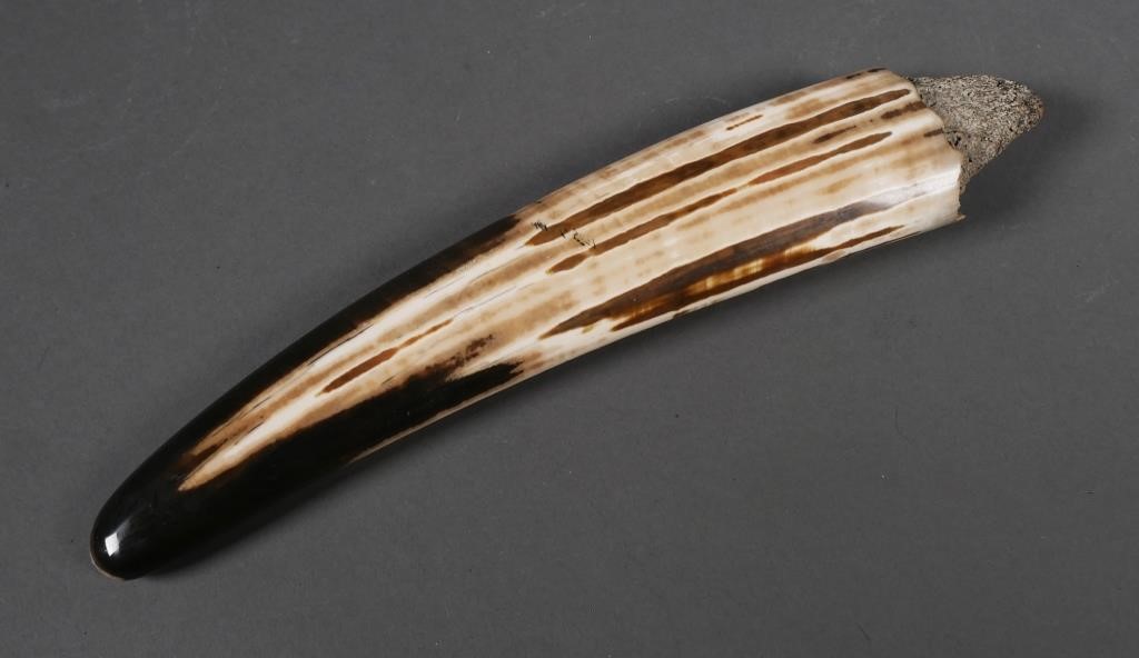 Appraisal: FOSSIL WALRUS IVORY TUSKFossilized walrus ivory tusk with variegated shades