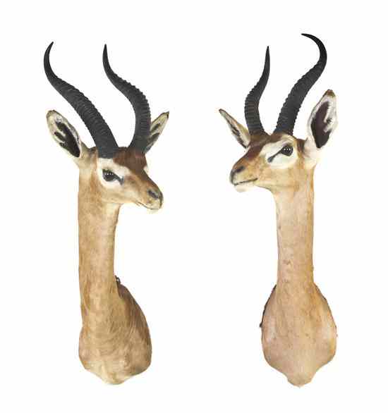 Appraisal: Two Taxidermy Gerenuk Shoulder Mounts Height of taller inches