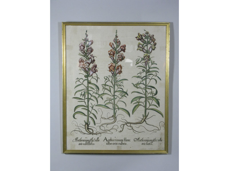 Appraisal: Botanical Engraving th c framed DOA x