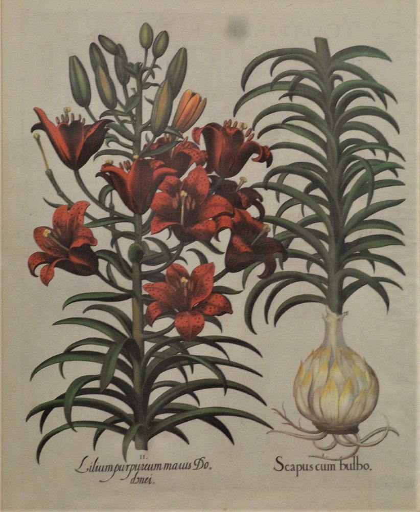 Appraisal: Two After Basilius Besler German - digital prints Hemerocallis Calcedonia