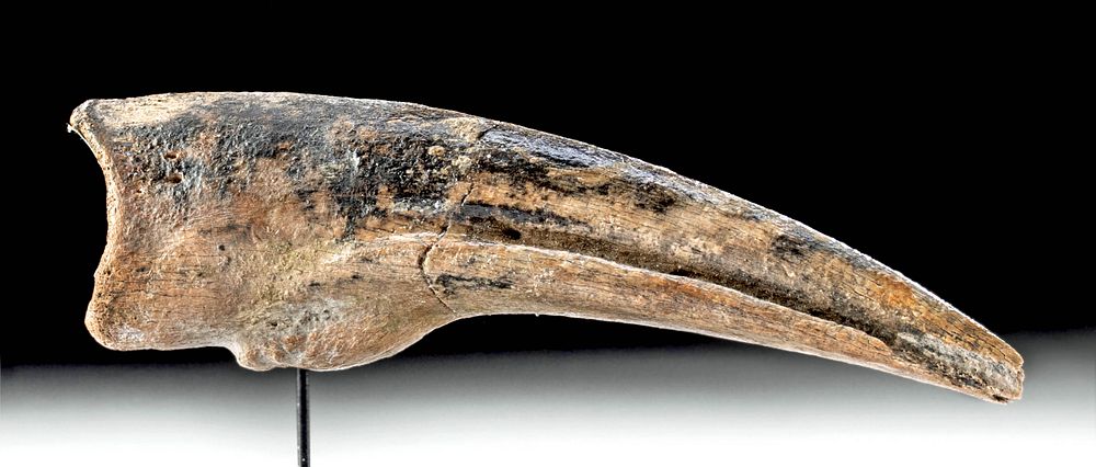 Appraisal: Ornithomimus Dinosaur Claw - Very Rare North America Cretaceous period