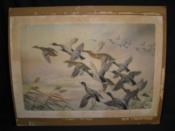 Appraisal: Hand colored engraving titled Mallards in flight signed lower right