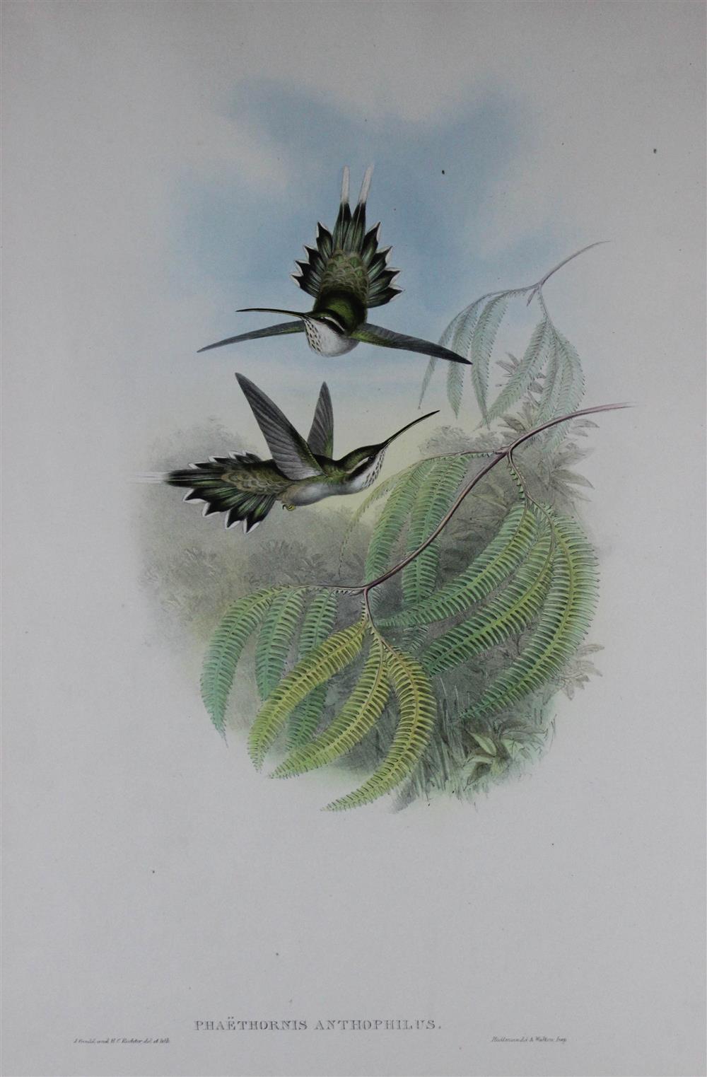 Appraisal: JOHN GOULD AND HENRY C RICHTER HUMMINGBIRD LITHOGRAPHS Lithographs x