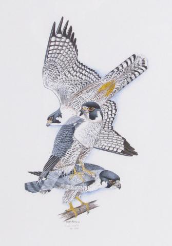 Appraisal: Three limited edition bird prints by Scott Rashid Current Colorado