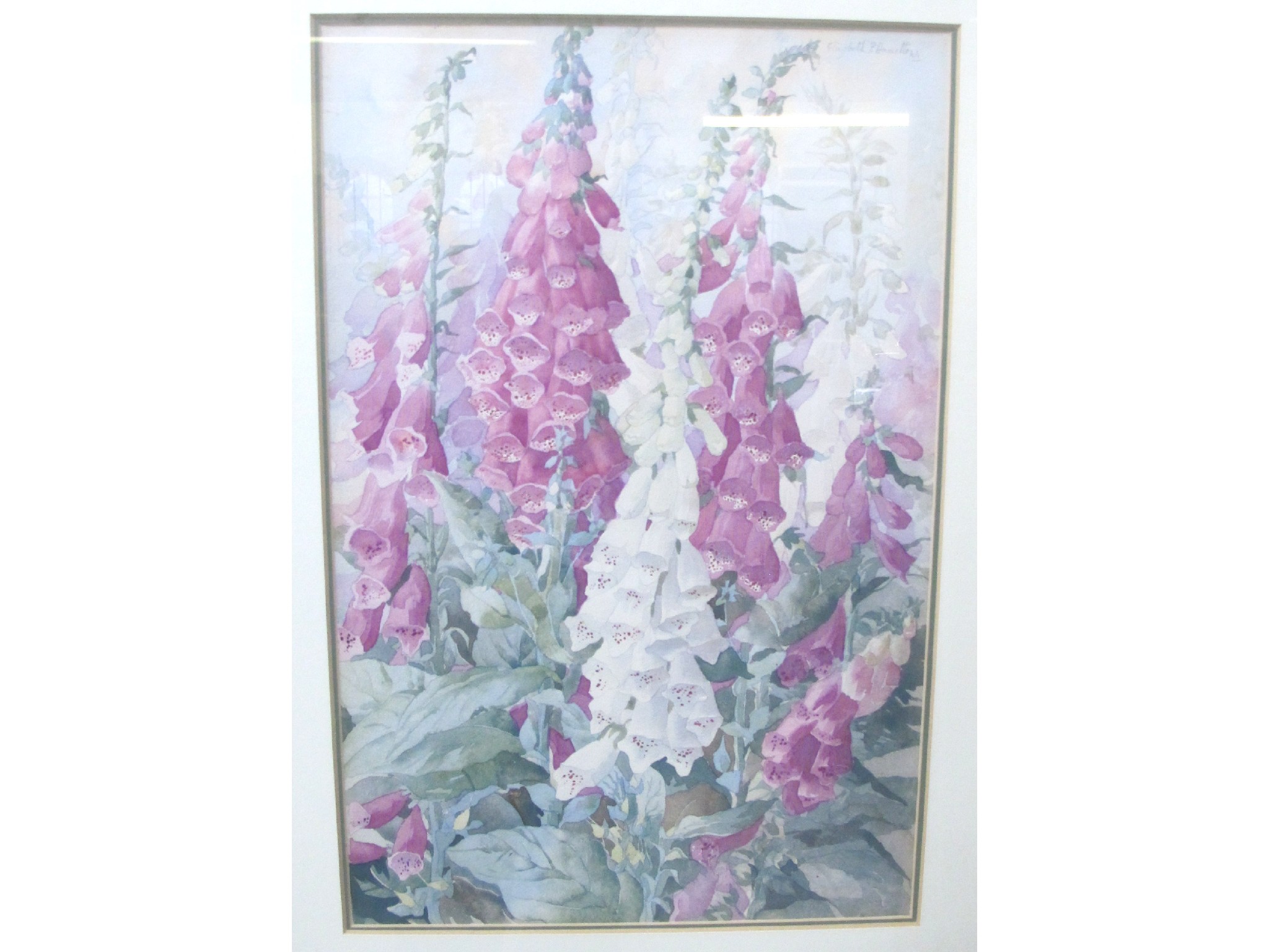 Appraisal: ELIZABETH P HAMILTON Foxgloves signed watercolour and William Charles Brown