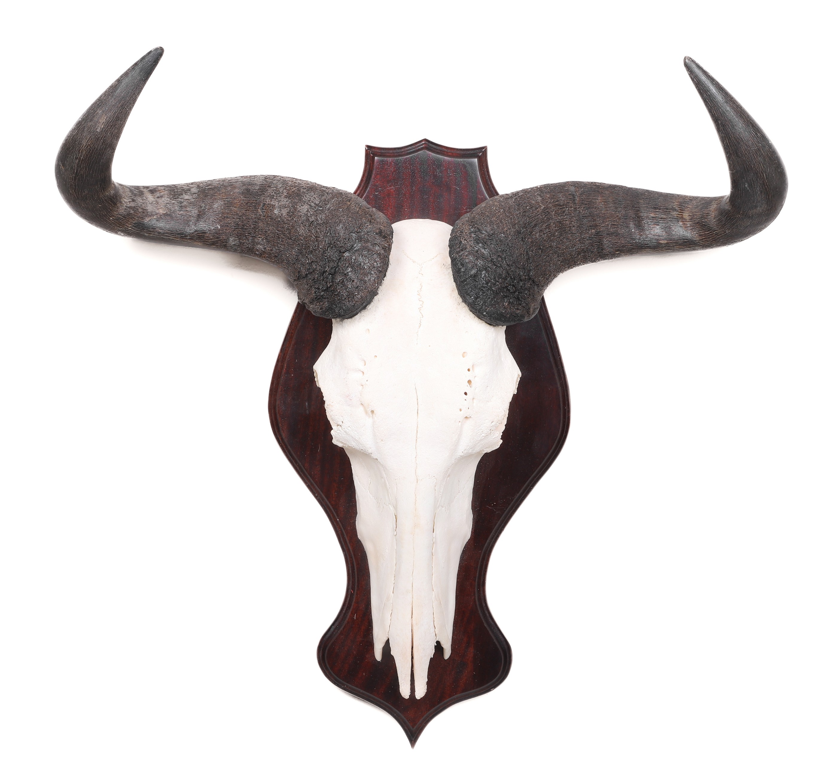 Appraisal: Blue Gnu Wildebeest skull mount mounted on mahogany shaped board