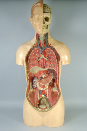 Appraisal: A painted composition anatomical male head and torso instructional model