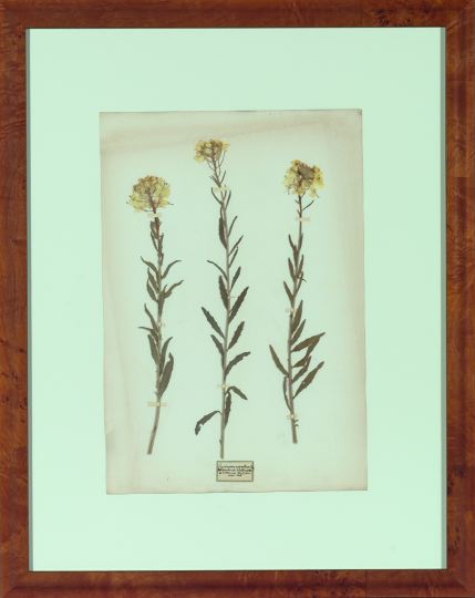 Appraisal: Collection of Six Framed Dried European Botanical Specimens th century