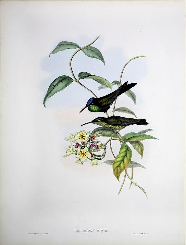 Appraisal: Beautiful Hand Colored Lithographs of Hummingbirds by Gould Heliodoxa Otero