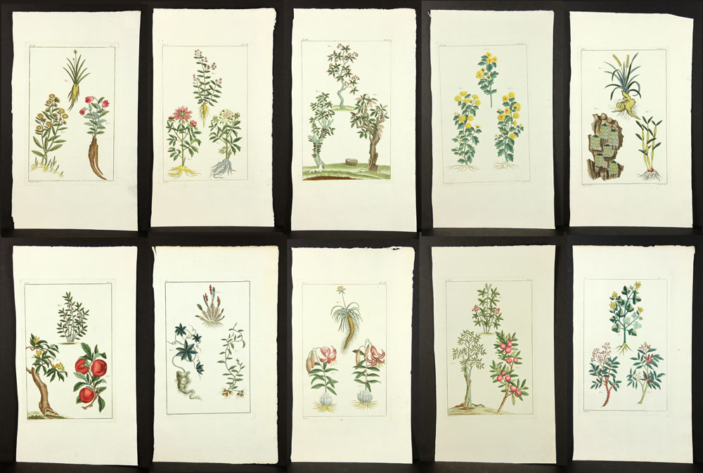 Appraisal: - Early th C Botanical Engravings Lot of ten early