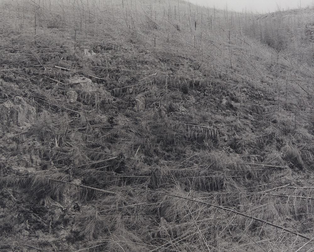 Appraisal: Frank Gohlke Young Trees Killed by Heat Photograph Frank Gohlke