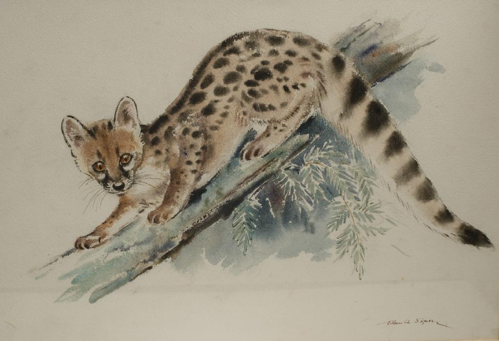 Appraisal: EILEEN ALICE SOPER - STUDY OF A GENET signed lower