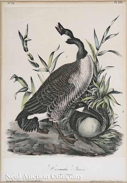 Appraisal: After John James Audubon American - Canada Goose No Plate