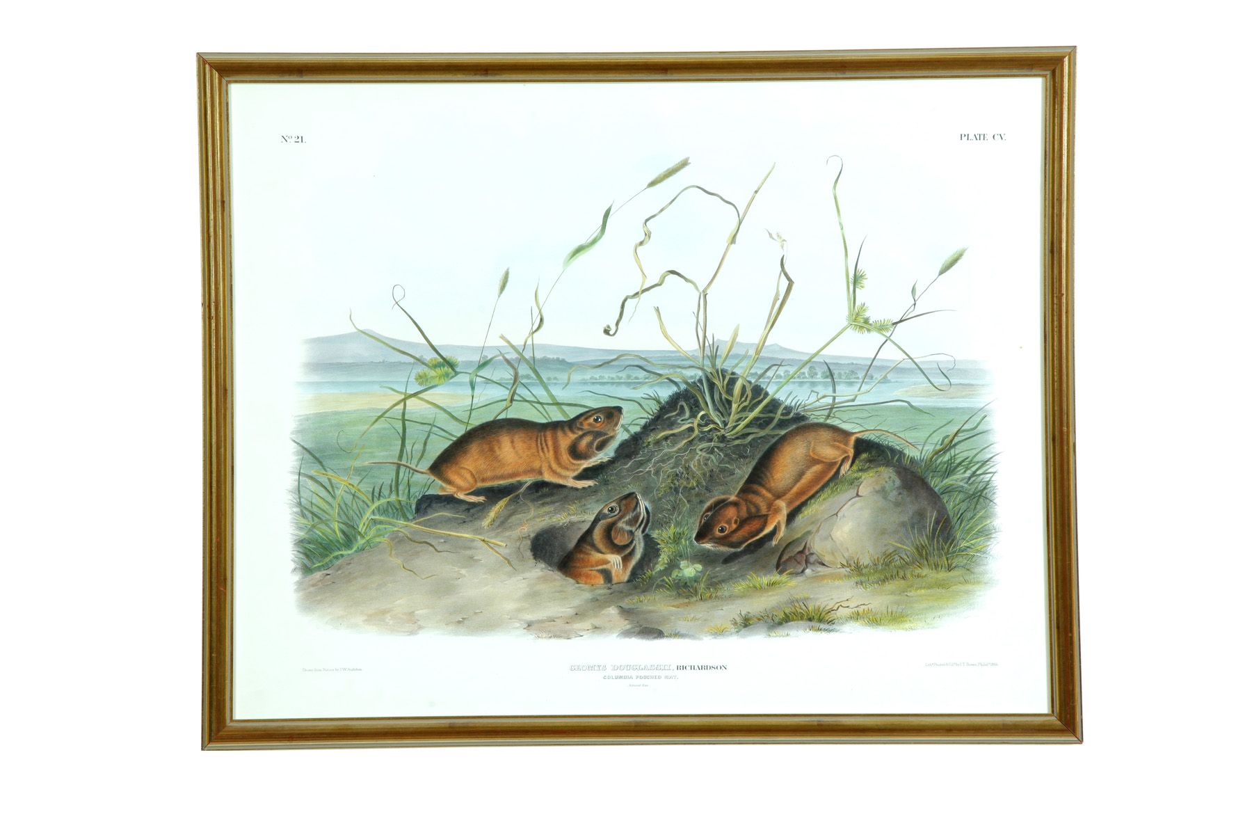 Appraisal: HANDCOLORED PRINT BY JOHN WOODHOUSE AUDUBON AMERICAN - Large lithograph