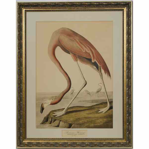 Appraisal: Audubon Print American Flamingo Chromolithograph on paper board th century