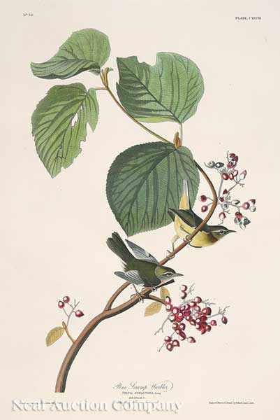 Appraisal: John James Audubon American - Pine Swamp Warbler Plate hand-colored