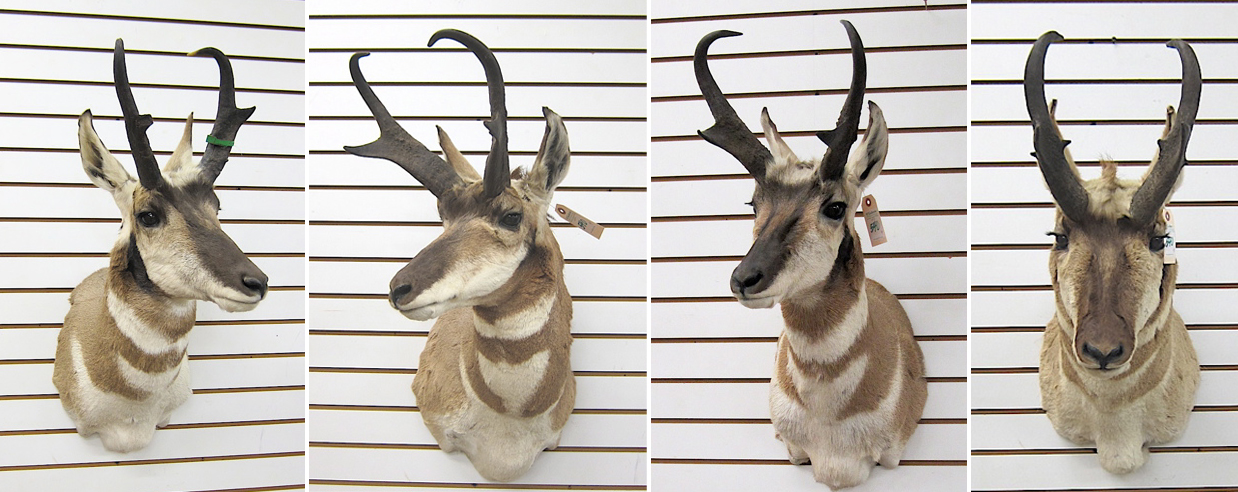 Appraisal: FOUR PRONGHORN ANTELOPE game trophy head mounts with horns