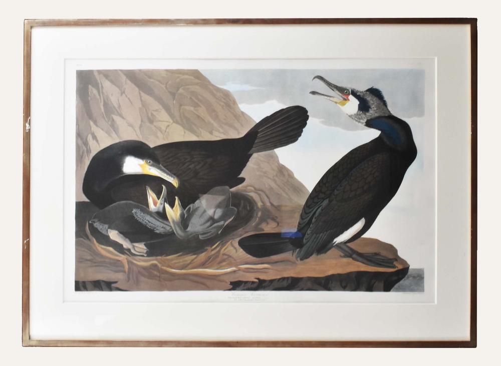 Appraisal: AFTER JOHN JAMES AUDUBON AMERICAN - COMMON CORMORANTCommon Cormorant pl