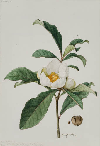 Appraisal: MARY E EATON Group of botanical watercolors Franklinia Alatamaha Marsh