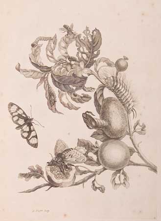 Appraisal: INSECTS Merian Maria Sybilla Over de Voortteeling en Wonderbaerlyke Veranderingen