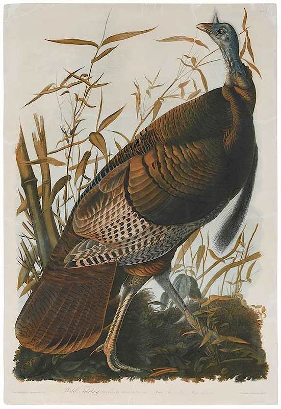 Appraisal: John James Audubon New York - Wild Turkey Plate from