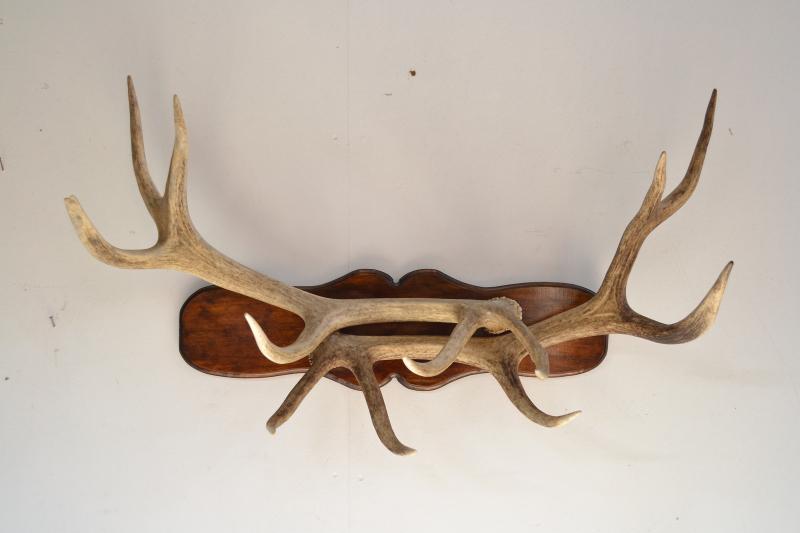 Appraisal: A SET OF MOUNTED DEER ANTLERS WHICH FORM A COAT